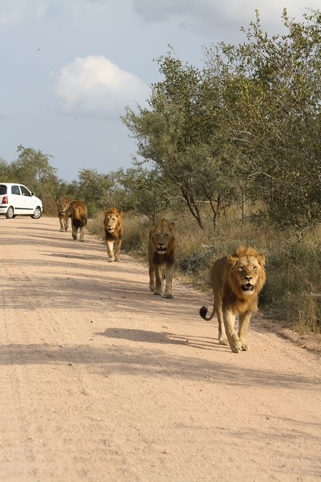 This may contain: lions walking down the road in front of cars