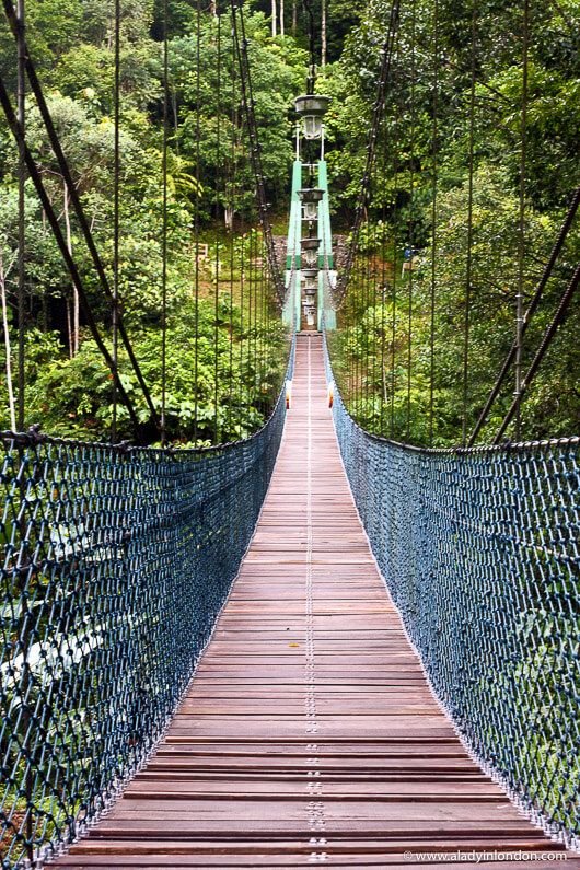 This may contain: a long suspension bridge in the middle of a forest