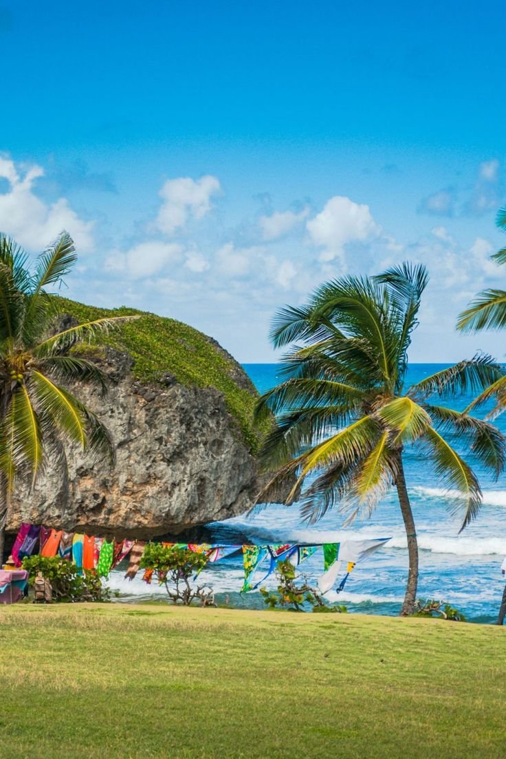 This may contain: there are many palm trees on the beach by the water and some surfboards in the grass