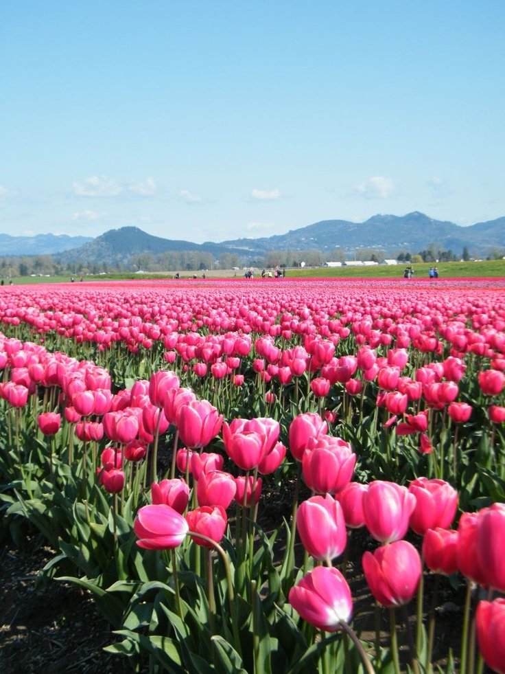 This may contain: a field full of pink tulips with mountains in the background