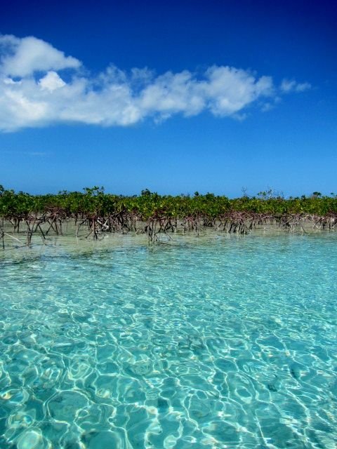 This may contain: the water is crystal blue and clear, with trees in the backgrouds