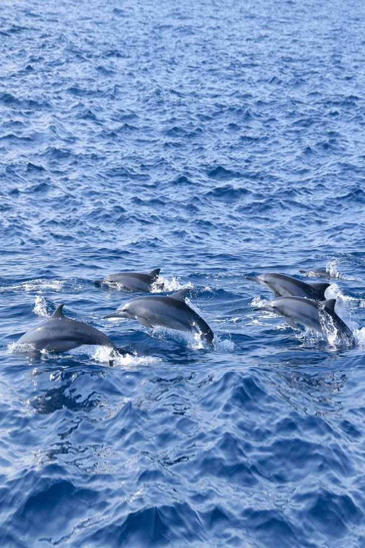 This may contain: four dolphins swimming in the ocean together
