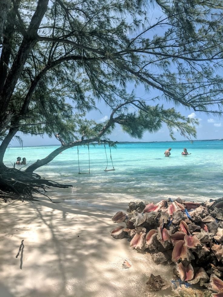 This may contain: people are swimming in the clear blue water on a beach with rocks and tree branches