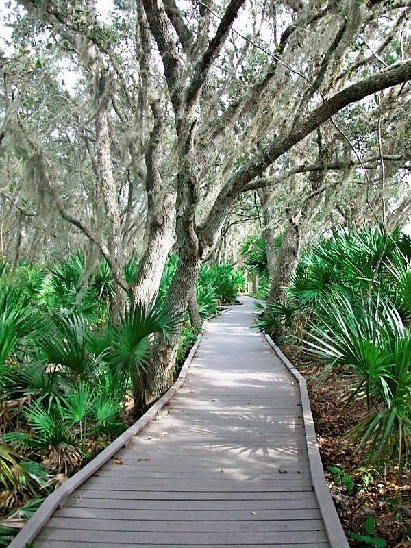 This may contain: a wooden walkway surrounded by lots of trees and plants on either side of the path