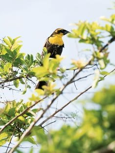 This may contain: a yellow and black bird sitting on top of a tree branch next to green leaves