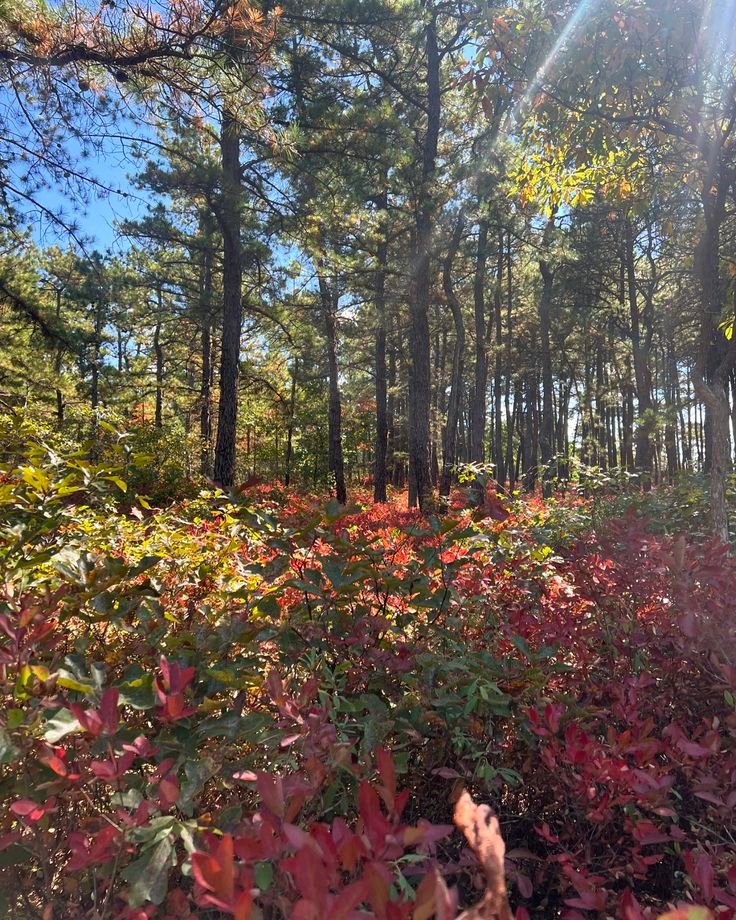 This contains: A picture taken in the NJ Pine Barrens on the first day of fall. The sky is blue and sun rays enter the top right corner of the picture. Pitch pine stand in the background and low bush blueberry with red autumn leaves are in the foreground. 