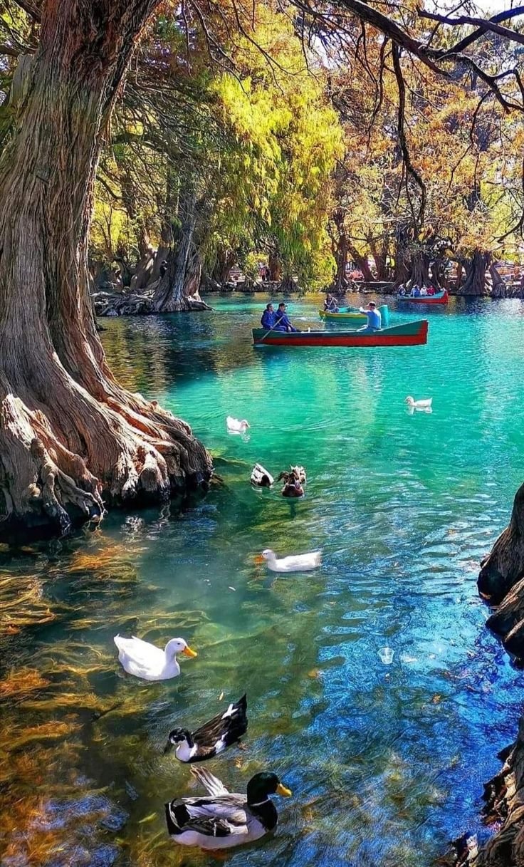 This may contain: several ducks swimming in the water next to a tree and boat on the riverbank