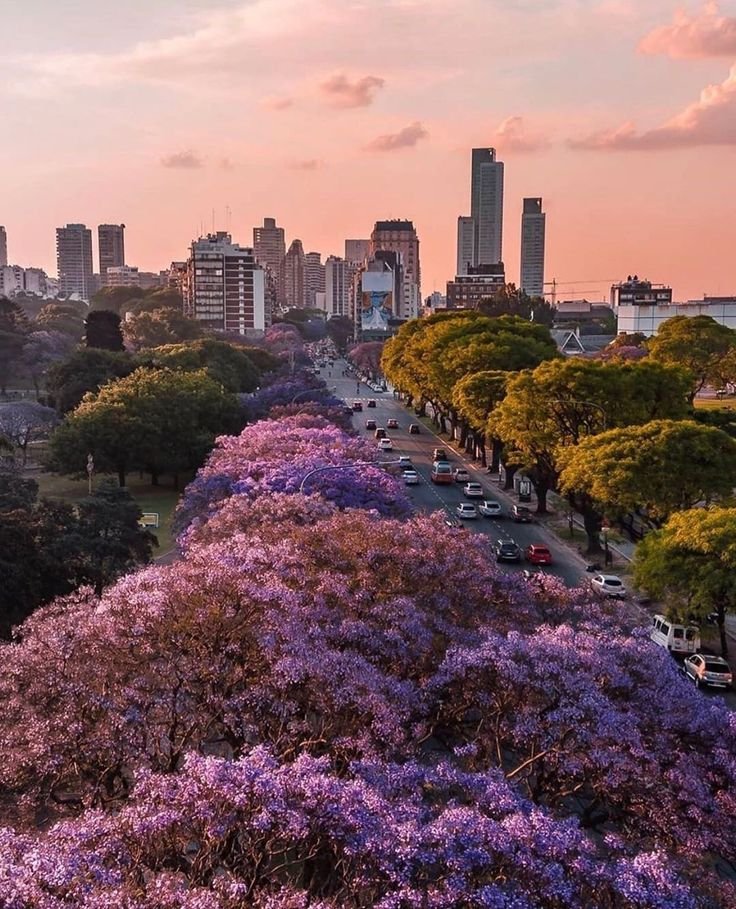 This may contain: purple trees line the street in front of tall buildings and skyscrapers at sunset, with cars parked on both sides