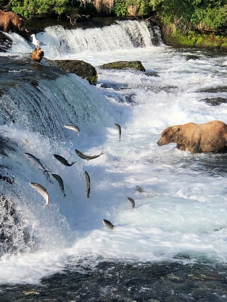 This may contain: there are many fish in the water and one bear is standing on it's side