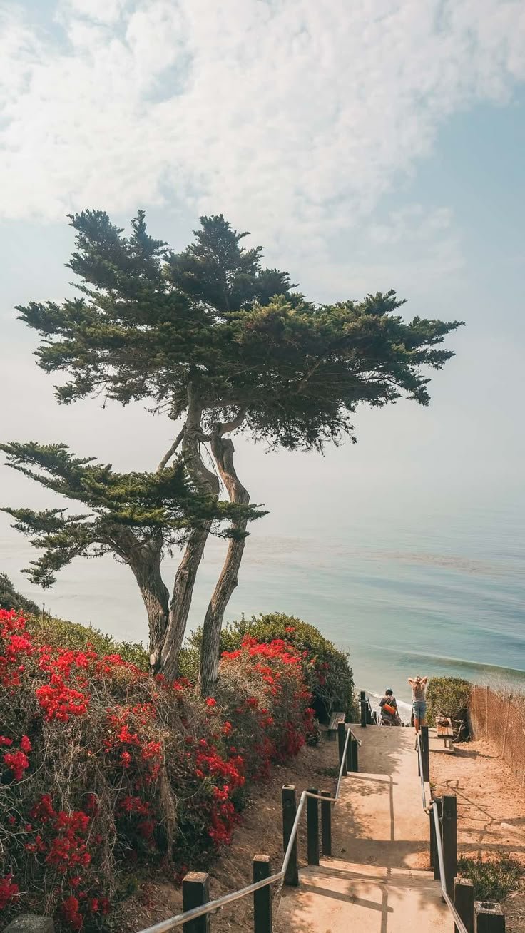 This may contain: the stairs lead down to the beach with red flowers growing on them and trees in the foreground