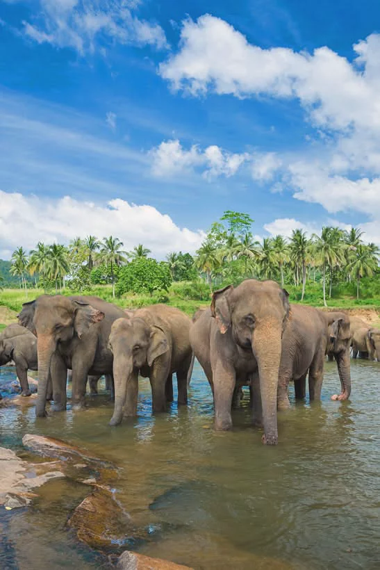 This may contain: a herd of elephants are standing in the water
