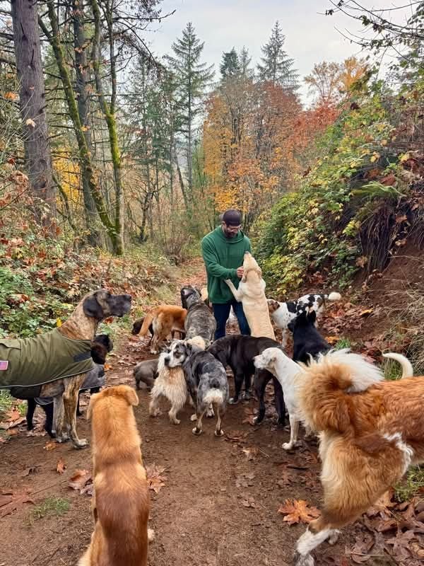 This may contain: a man with many dogs in the woods
