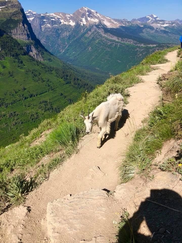 This may contain: a mountain goat walking down a trail in the mountains