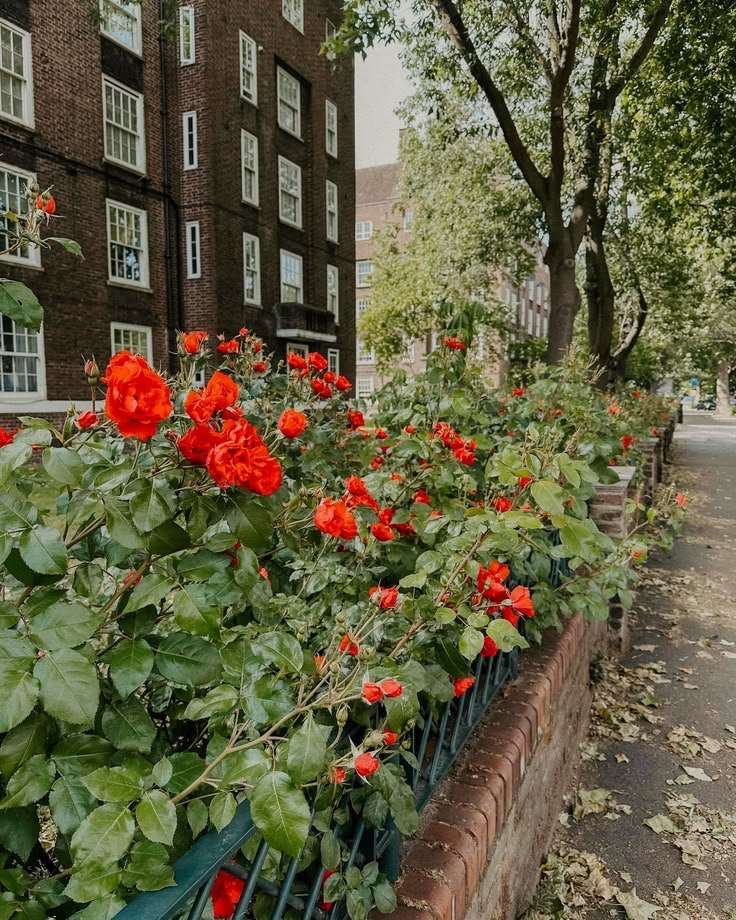 This may contain: some red flowers are growing in a planter on the side of a road next to a brick building