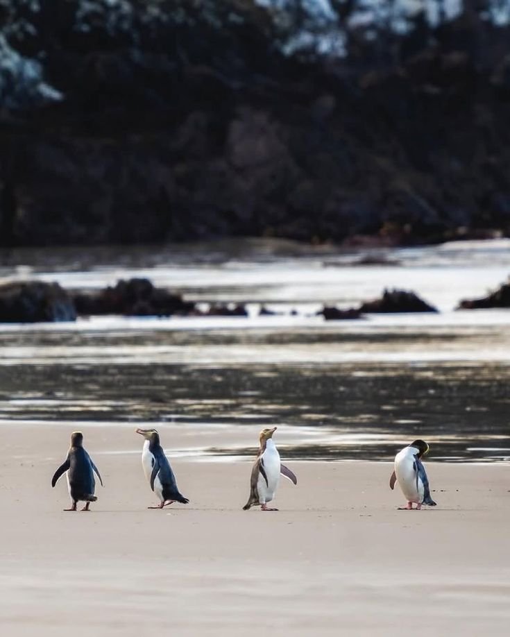 This may contain: four penguins walking on the beach near water
