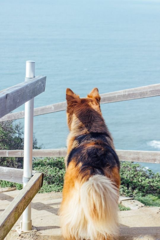 This may contain: a dog sitting on the steps looking out at the ocean