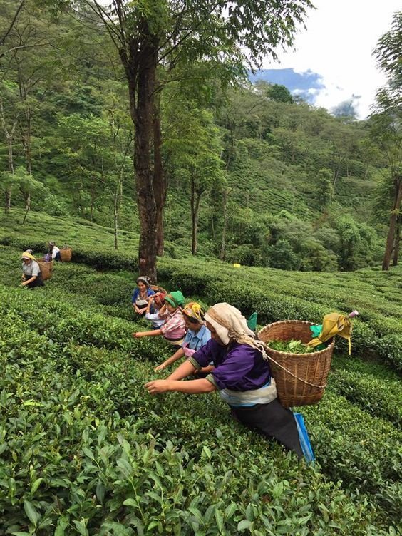 This may contain: people picking tea leaves in the middle of a tea plantation, surrounded by trees and mountains