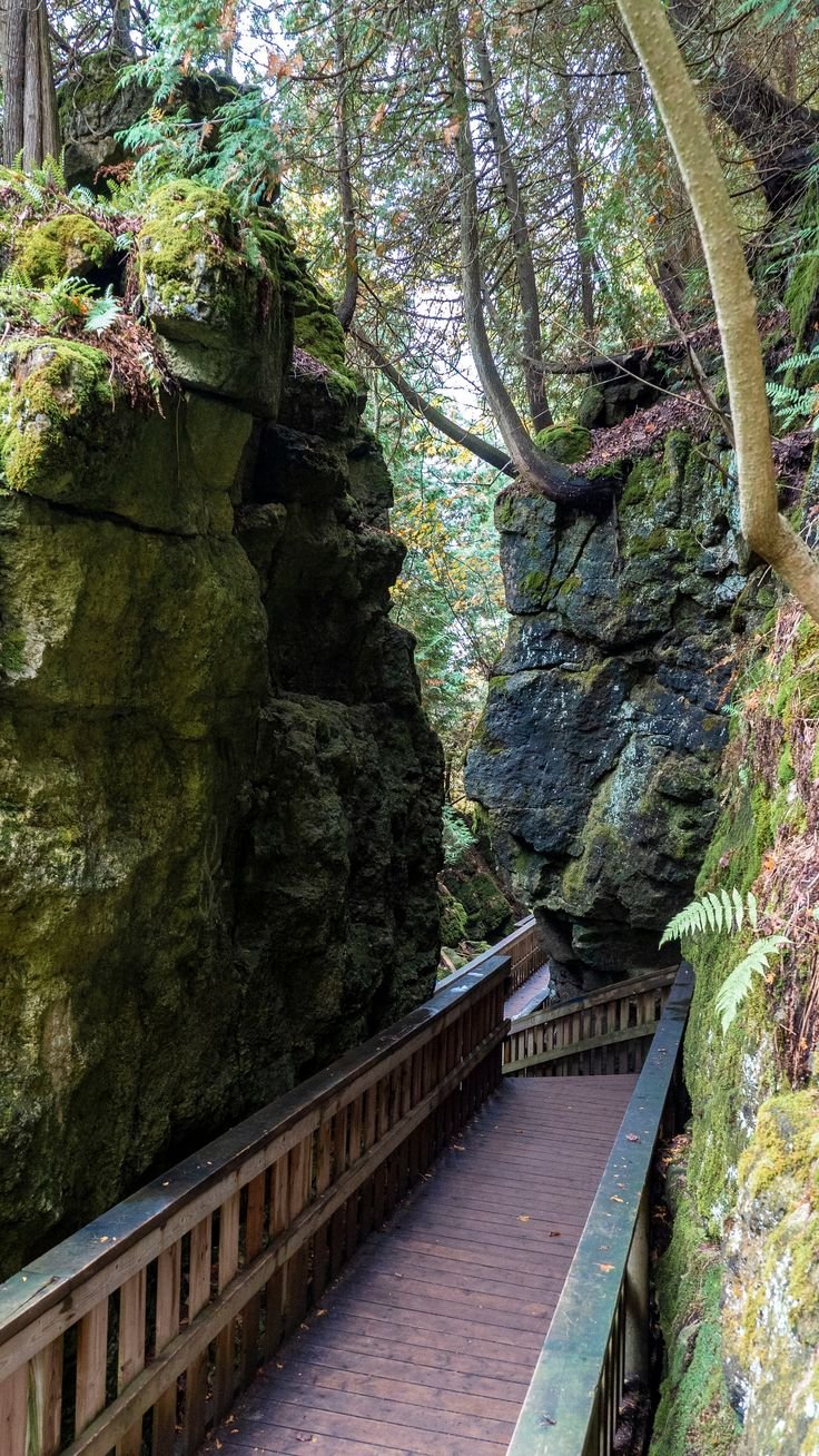 This may contain: a wooden walkway in the middle of a forest with moss growing on rocks and trees