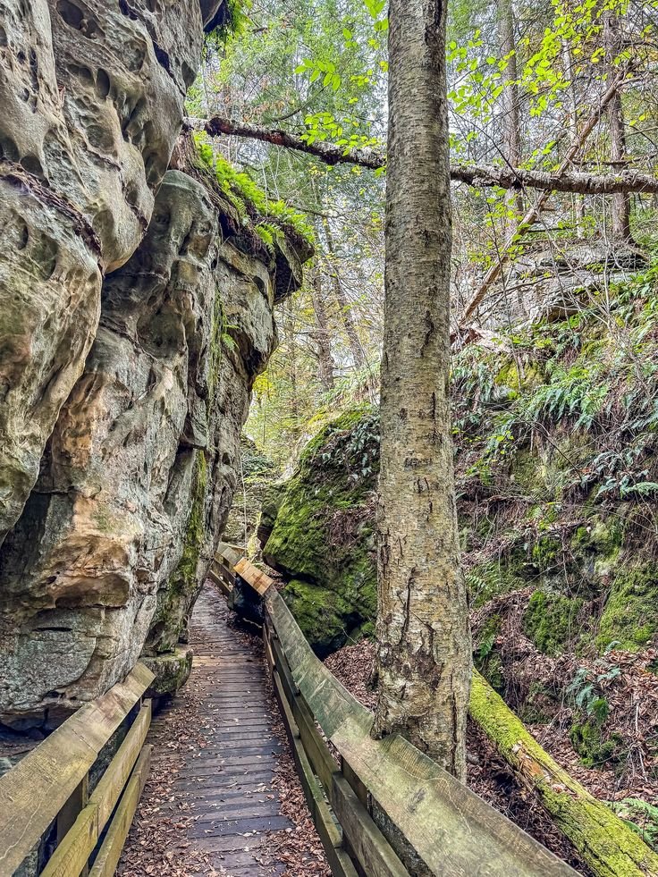 This may contain: a wooden walkway in the middle of a forest with large rocks and trees on both sides