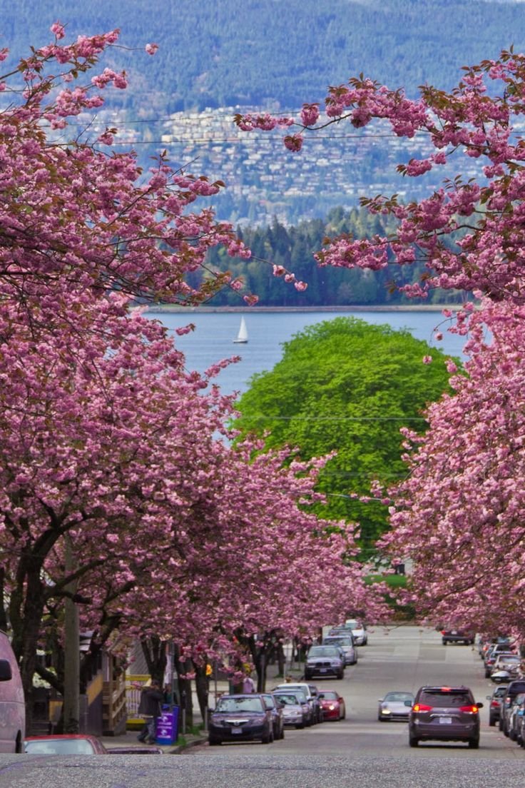 This may contain: cars parked on the side of a road with trees lining both sides and mountains in the background