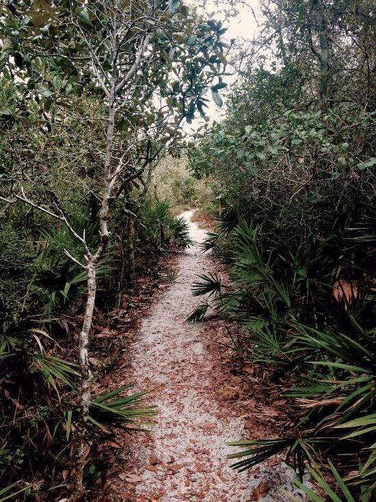This may contain: a path in the woods with lots of trees and plants on either side of it