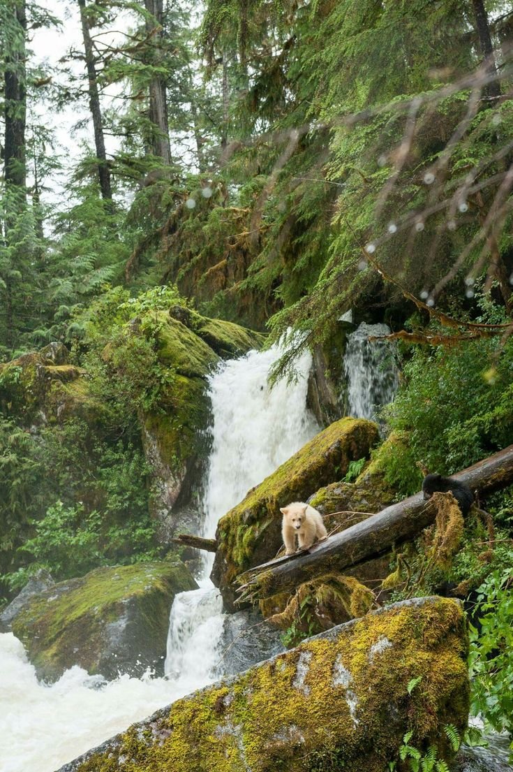 This may contain: a bear that is standing in the grass near some rocks and water with trees around it