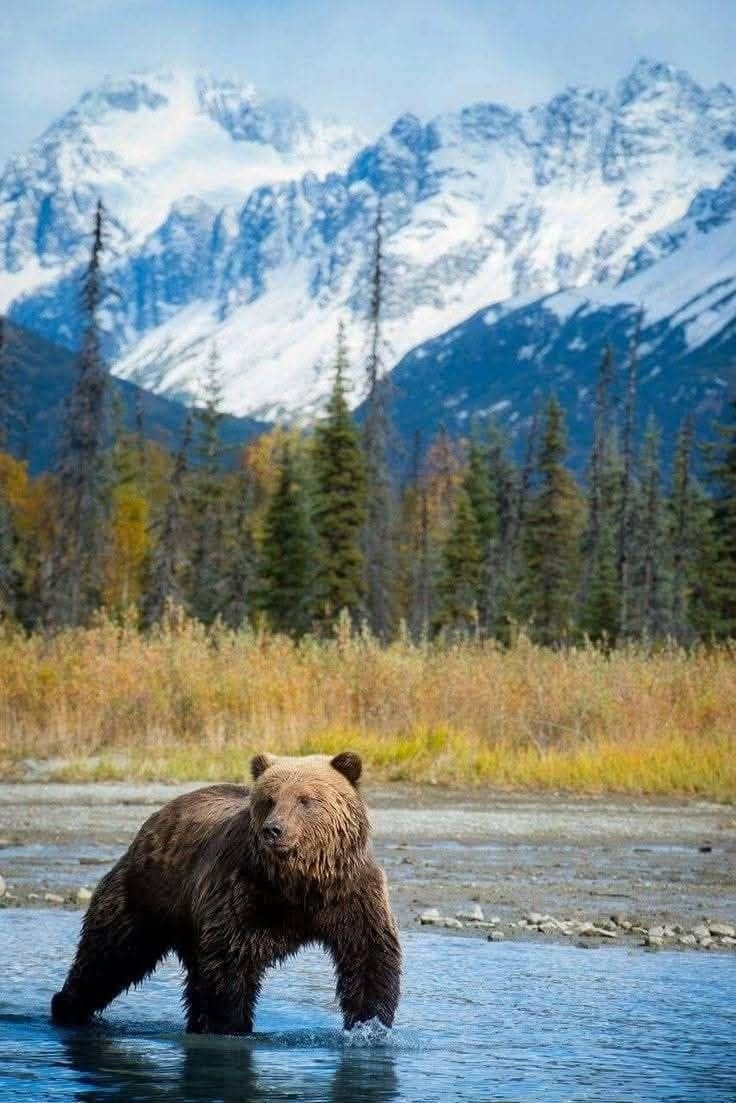 This may contain: a brown bear standing in the middle of a river with mountains in the background and snow capped peaks