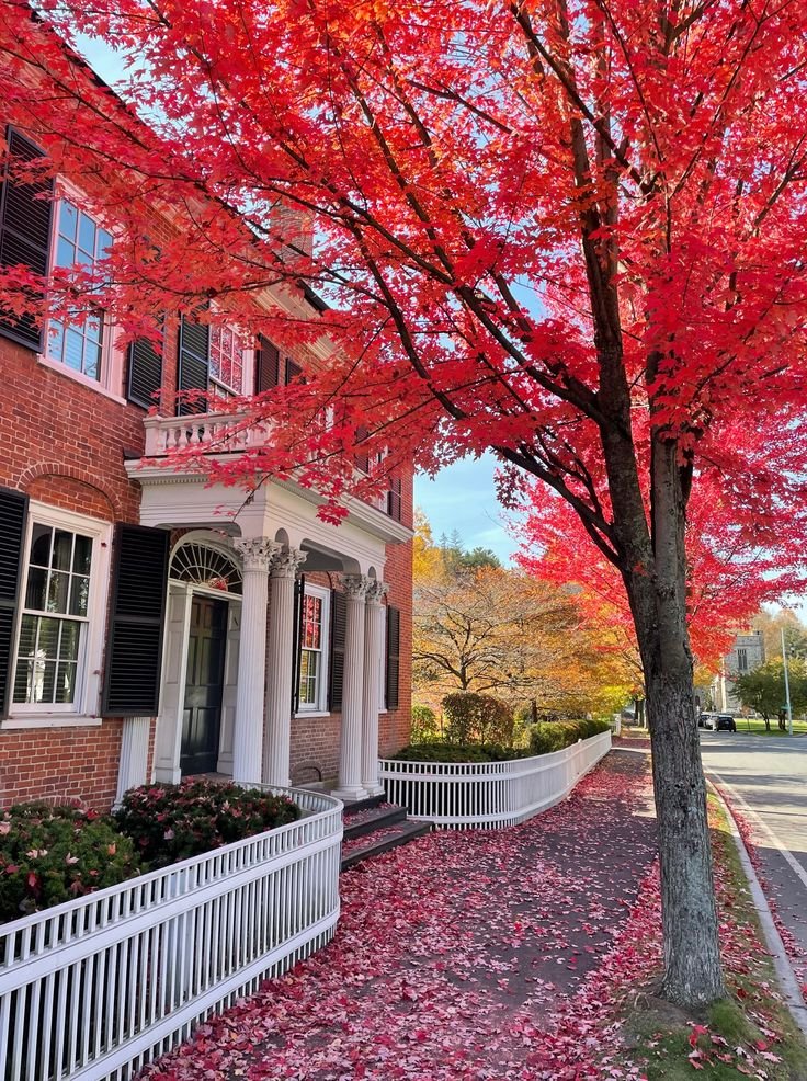 This may contain: a tree with red leaves in front of a house