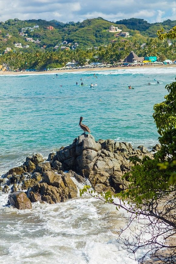 This may contain: a bird sitting on top of a large rock near the ocean with people swimming in the water