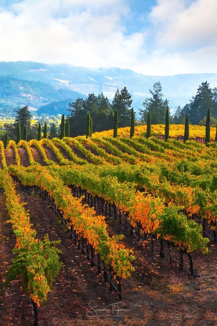 This may contain: an image of a vineyard with trees in the background