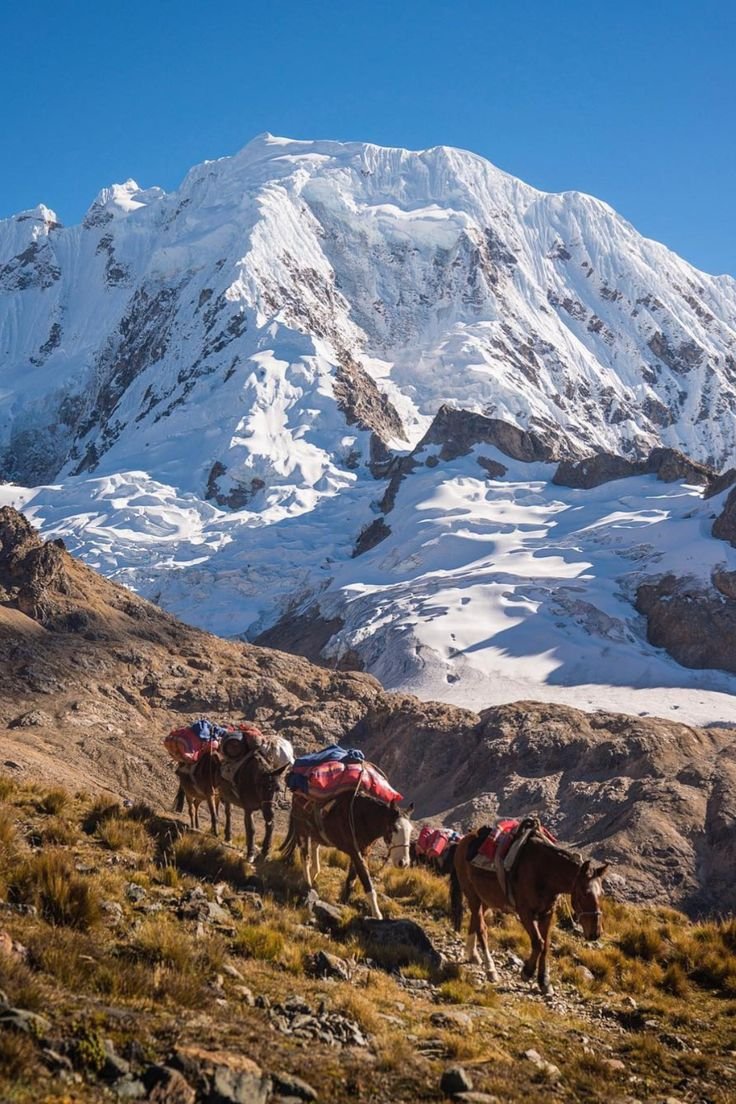This may contain: horses are walking in the mountains with snow on their mountain tops and behind them is a large snowy peak