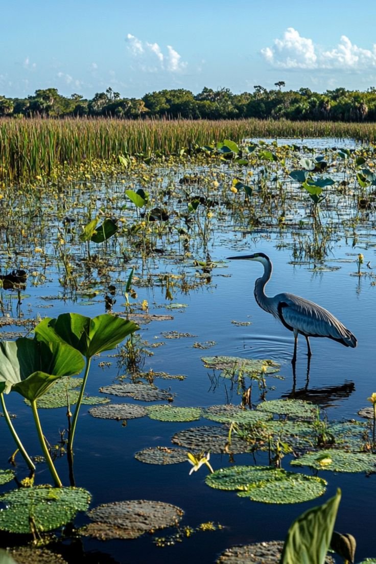 This contains: Florida Everglades Adventure: Best Things to Do & See!