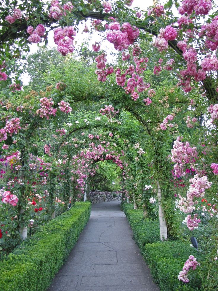 This may contain: an archway lined with pink flowers and greenery