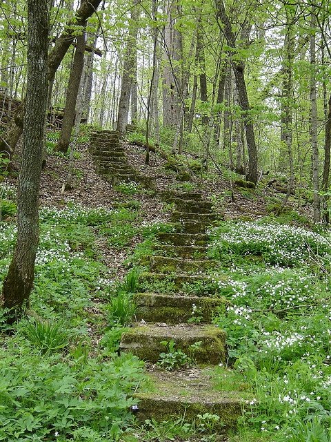 This may contain: steps lead up to the top of a grassy hill in the woods with wildflowers