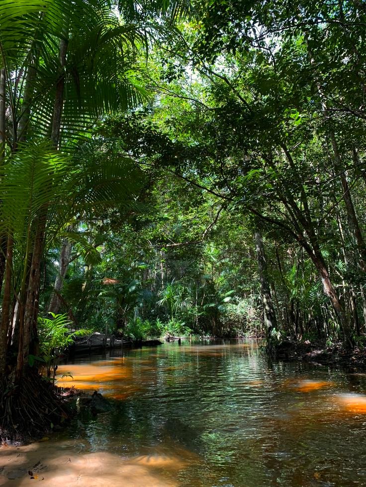 This may contain: a river surrounded by lush green trees in the middle of a forest filled with orange fish