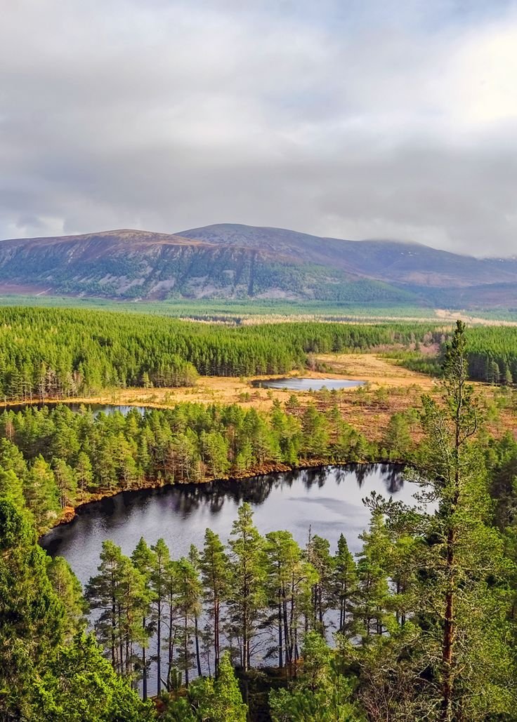 This may contain: a lake surrounded by trees in the middle of a forest with mountains in the background