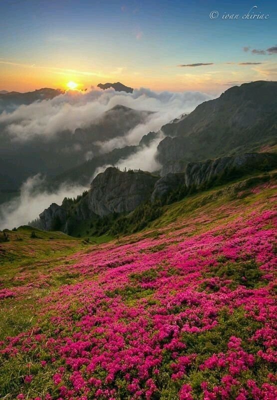 This may contain: the sun is setting over some mountains with flowers in bloom and fog rolling around them