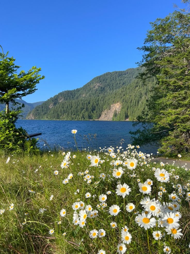 This may contain: daisies in the foreground with mountains in the background and blue water on the far side