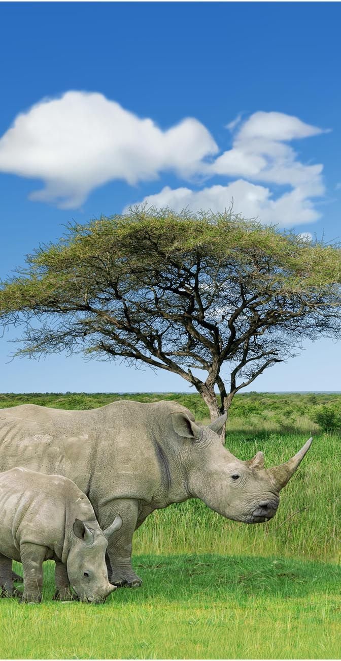 This may contain: two rhinoceros grazing in the grass under a tree on a sunny day with blue sky and clouds
