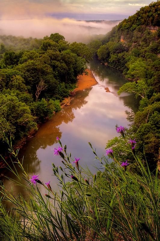 This may contain: a river running through a lush green forest filled with trees and flowers under a cloudy sky