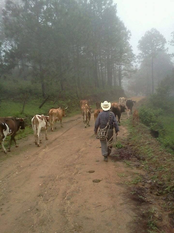 This may contain: a man walking down a dirt road surrounded by cows