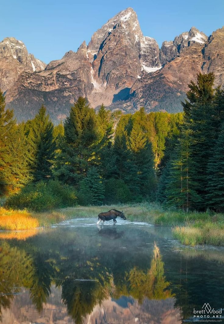 This may contain: a moose standing in the middle of a lake surrounded by mountains