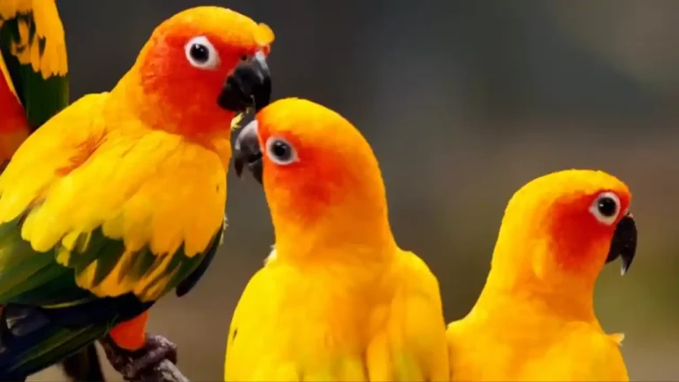 Most Beautiful Birds in the World - Celebrating National Bird Watching Day