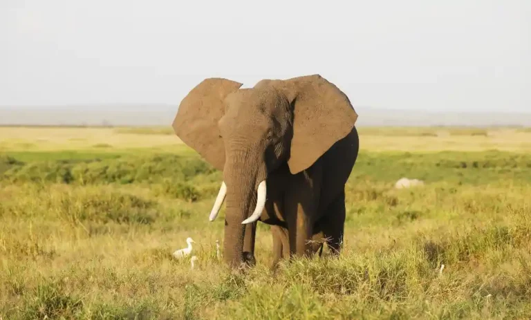 Elephant walking in Amboseli savanna for National Elephant Day