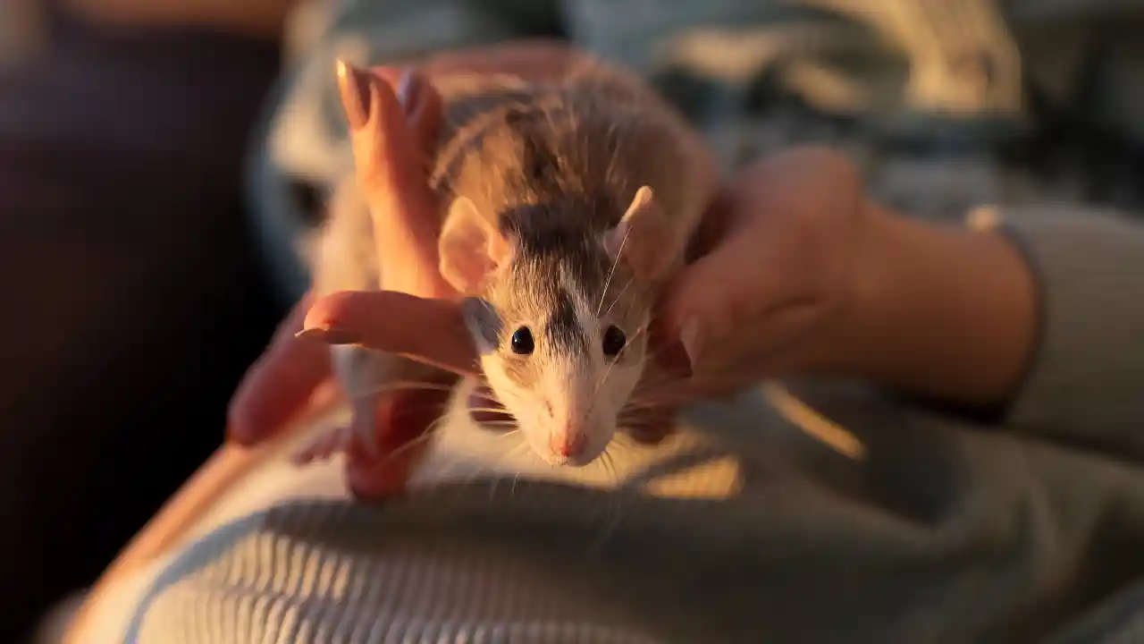 Cute rat in the arms of a young girl for National Rat Day