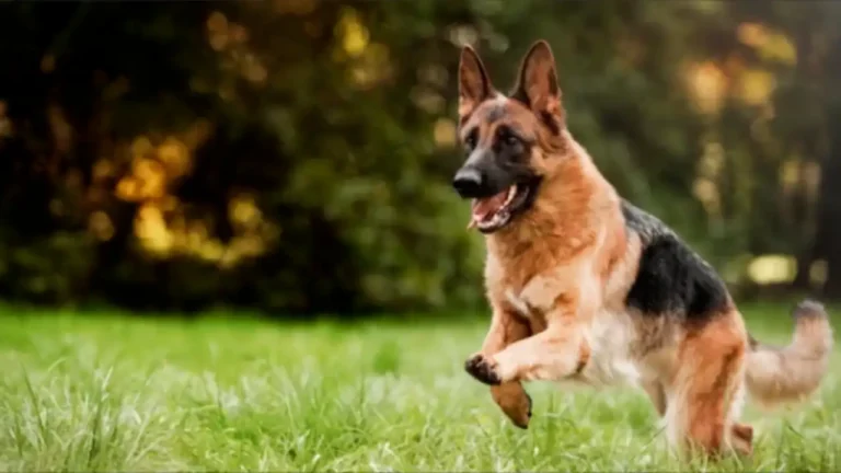 German Shepherd dog running, celebrating National Shepherd Day