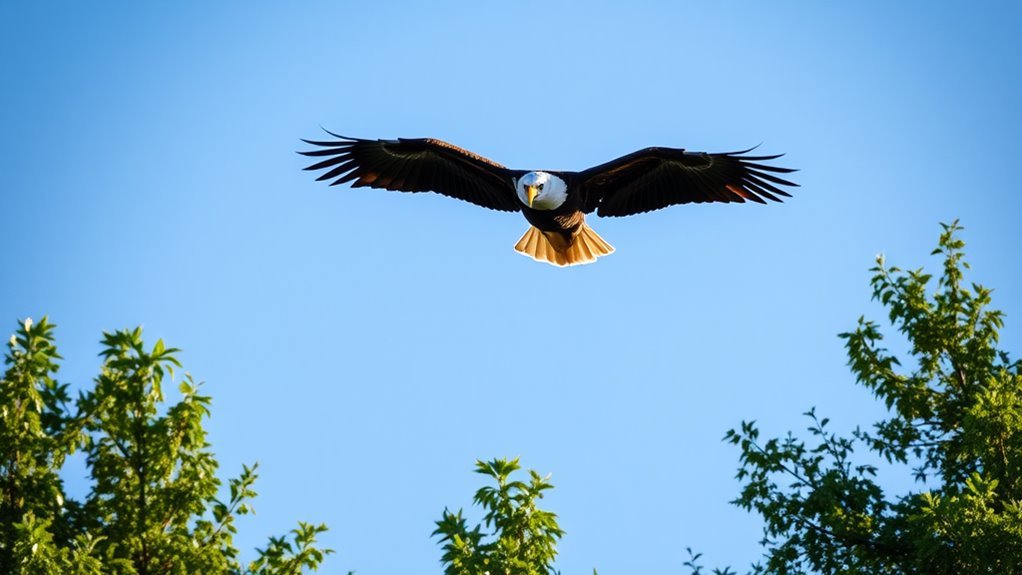 A majestic bald eagle soaring against a clear blue sky, wings fully spread, glistening feathers illuminated by soft sunlight, surrounded by lush green trees