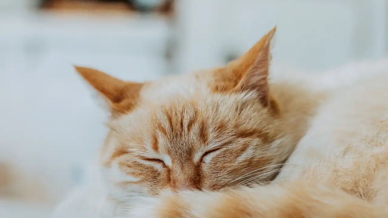 Sleeping cat on National Pet Health Insurance Day