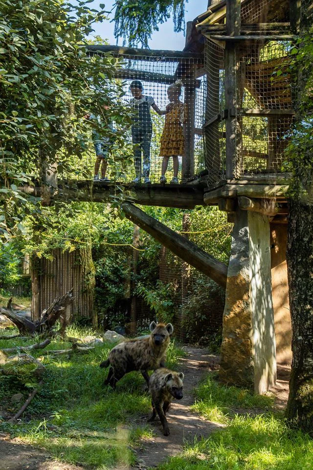 This may contain: people are standing on the top of a tree house in the woods with wild animals