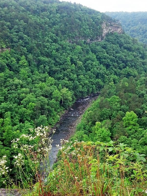 This may contain: a river running through a lush green forest